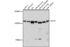 Western blot analysis of extracts of various cell lines, using ITCH antibody (ABIN7268033) at 1:1000 dilution. (ITCH antibody  (AA 50-150))