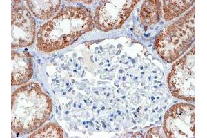 ABIN5539761 (4µg/ml) staining of paraffin embedded Human Human Kidney. (USP16 antibody  (N-Term))