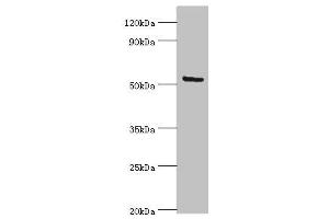 Western blot All lanes: ALG1 antibody at 10 μg/mL + Hela whole cell lysate Secondary Goat polyclonal to rabbit IgG at 1/10000 dilution Predicted band size: 53, 41 kDa Observed band size: 53 kDa