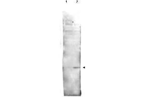 Western blot using  affinity purified anti-histone H2AvD pS137 antibody shows detection of a band at ~15 kDa corresponding to phosphorylated H2AvD (lane 2 arrow-head). (Histone H2A Variant (HIS2AV) (Internal Region), (pSer137) antibody)