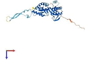 TRUB2 Protein (AA 1-331) (His tag)