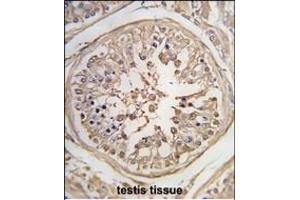 Formalin-fixed and paraffin-embedded human testis tissue reacted with PUM1 Antibody (N-term) (ABIN392129 and ABIN2841869) , which was peroxidase-conjugated to the secondary antibody, followed by DAB staining. (PUM1 antibody  (N-Term))
