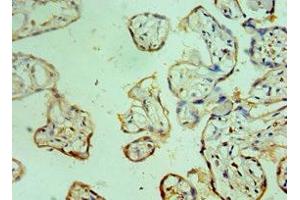 Immunohistochemistry of paraffin-embedded human placenta tissue using ABIN7147088 at dilution of 1:100 (CEBPG antibody  (AA 1-150))