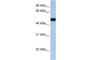 WB Suggested Anti-SLC25A46 Antibody Titration:  0.