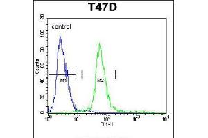 Flow cytometric analysis of T47D cells (right histogram) compared to a negative control cell (left histogram). (KCTD12 antibody  (AA 242-269))