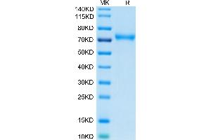 LY9 Protein (AA 48-454) (His-Avi Tag)