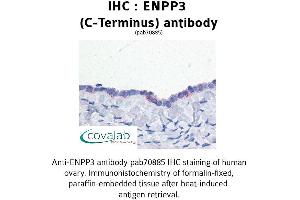 Image no. 1 for anti-Ectonucleotide pyrophosphatase/phosphodiesterase 3 (ENPP3) (C-Term) antibody (ABIN1734046) (ENPP3 antibody  (C-Term))