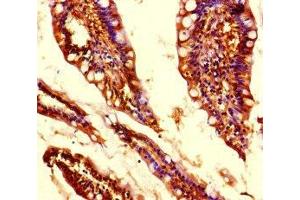 Immunohistochemistry of paraffin-embedded human small intestine tissue using ABIN7159156 at dilution of 1:100 (MED31 antibody  (AA 2-72))