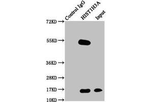 Immunoprecipitating HIST1H3A in Hela whole cell lysate Lane 1: Rabbit control IgG instead of ABIN7139628 in Hela whole cell lysate. (HIST1H3A antibody  (pThr3))