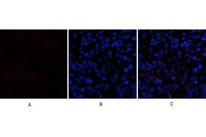 Immunofluorescence analysis of rat lung tissue. (Cadherin 5 antibody  (Internal Region))