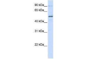 ZNF275 antibody used at 0. (ZNF275 antibody  (N-Term))