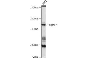 Western blot analysis of extracts of 293T cells, using Raptor antibody (ABIN7269901) at 1:1000 dilution.