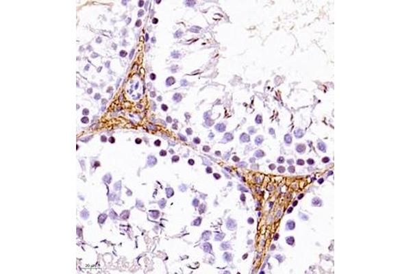 LAT2 antibody