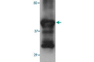 Western blot analysis of 25 ng of recombinant Hemagglutinin with Hemagglutinin monoclonal antibody, clone 4E10C10  at 2. (Hemagglutinin antibody  (AA 17-338))