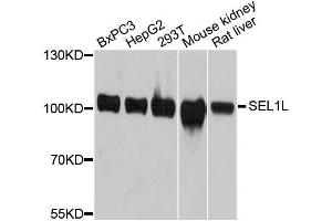 SEL1L antibody  (AA 22-190)