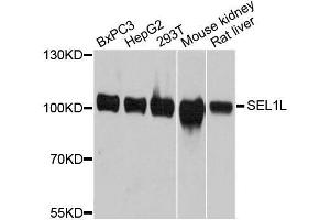 Western blot analysis of extracts of various cell lines, using SEL1L antibody. (SEL1L antibody  (AA 22-190))