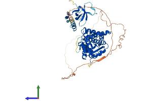 AlphaFold protein structure predicition of Mouse Recombinant Glyr1 Protein, UniprotID Q922P9 (GLYR1 Protein (AA 1-546) (His tag))