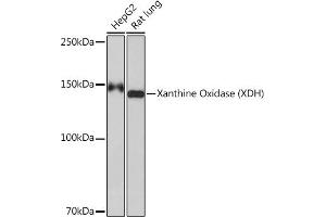 Western blot analysis of extracts of various cell lines, using Xanthine Oxidase (XDH) (XDH) Rabbit mAb (ABIN7271408) at 1:1000 dilution.