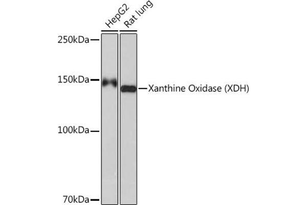 XDH antibody