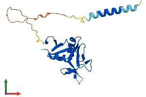 AlphaFold protein structure predicition of Mouse Recombinant Clec5a Protein, UniprotID Q9R007