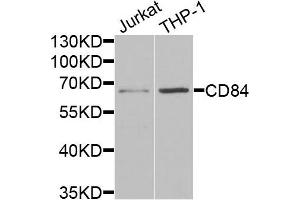 Western blot analysis of extracts of Jurkat and THP1 cells, using CD84 antibody. (CD84 antibody)