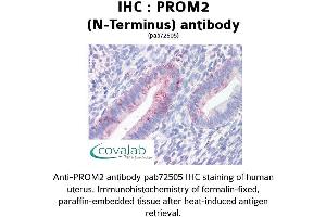 Image no. 1 for anti-Prominin 2 (PROM2) (N-Term) antibody (ABIN1738405) (Prominin 2 antibody  (N-Term))