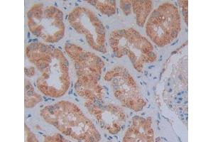 Used in DAB staining on fromalin fixed paraffin- embedded Kidney tissue (MFN1 antibody  (AA 1-227))
