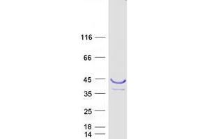 Western Blotting (WB) image for Phospholipid Scramblase 4 (PLSCR4) (Transcript Variant 2) protein (Myc-DYKDDDDK Tag) (ABIN2729196)
