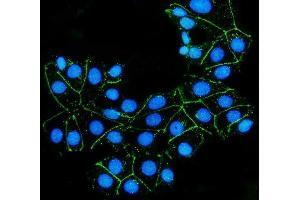 IF analysis of Claudin 7/CLDN-7 using anti-Claudin 7/CLDN-7 antibody (ABIN7602665).