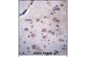 NDUFAF4 Antibody (N-term) (ABIN656909 and ABIN2846106) immunohistochemistry analysis in formalin fixed and paraffin embedded human brain tissue followed by peroxidase conjugation of the secondary antibody and DAB staining. (NDUFAF4 antibody  (N-Term))