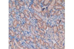 IHC-P analysis of Mouse Kidney Tissue, with DAB staining. (HEXB antibody  (AA 101-217))