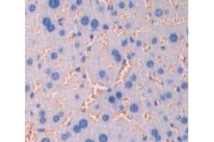 IHC-P analysis of Mouse Tissue, with DAB staining. (Claudin 3 antibody  (AA 30-159))