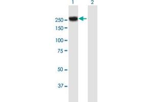 Western Blot analysis of MYH4 expression in transfected 293T cell line by MYH4 MaxPab polyclonal antibody. (MYH4 antibody  (AA 1-1939))