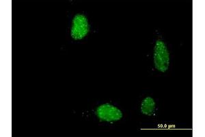 Immunofluorescence of purified MaxPab antibody to PIR on HeLa cell. (Pirin antibody  (AA 1-290))