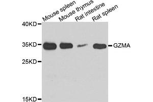 Western blot analysis of extract of various cells, using GZMA antibody.
