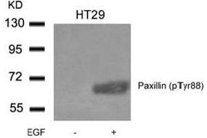 Image no. 2 for anti-Paxillin (PXN) (pTyr88) antibody (ABIN401593) (Paxillin antibody  (pTyr88))