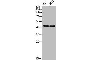 Western blot analysis of KB 293T lysis using EDG-2 antibody. (LPAR1 antibody  (N-Term))