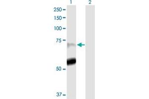 Western Blot analysis of PADI4 expression in transfected 293T cell line by PADI4 MaxPab polyclonal antibody. (PAD4 antibody  (AA 1-663))