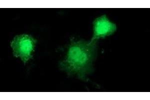 Anti-DNAJB1 mouse monoclonal antibody (ABIN2454060) immunofluorescent staining of COS7 cells transiently transfected by pCMV6-ENTRY DNAJB1 (RC201762). (DNAJB1 antibody)
