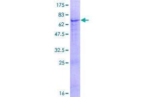 TTLL9 Protein (AA 1-347) (GST tag)