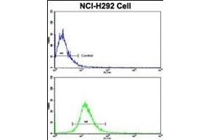 Flow cytometric analysis of NCI- cells using DPT Antibody (Center)(bottom histogram) compared to a negative control cell (top histogram). (Dermatopontin antibody  (AA 102-128))