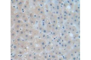 Figure. (Complement Factor B antibody  (AA 477-600))