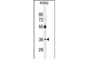 ESSPL Antibody (Center) (ABIN655436 and ABIN2844971) western blot analysis in K562 cell line lysates (35 μg/lane). (ESSPL antibody  (AA 85-114))