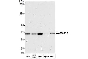 Western Blotting (WB) image for anti-Methionine Adenosyltransferase II, alpha (MAT2A) (AA 1-50) antibody (ABIN7452566)