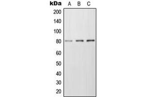 Western blot analysis of Frizzled 6 expression in MCF7 (A), Raw264. (FZD6 antibody  (Center))