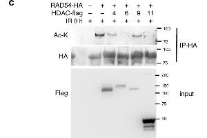 RAD54 acetylation is important for BRD9 recognition and HR activity. (Acetylated Lysine antibody)