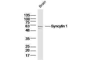 Mouse Brain lysates probed with Syncytin 1 Polyclonal Antibody, Unconjugated  at 1:300 dilution and 4˚C overnight incubation. (Syncytin A (SYNA) (AA 451-538) antibody)