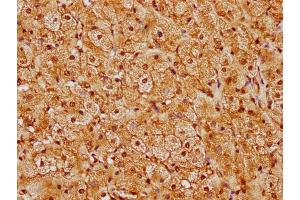 IHC image of nforHU diluted at 1:20 and staining in paraffin-embedded human adrenal gland tissue performed on a Leica BondTM system. (HIST1H1E antibody  (AA 57-69))