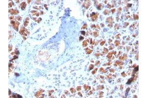 Formalin-fixed, paraffin-embedded human Pancreas stained with BARX1 Mouse Monoclonal Antibody (BARX1/2759). (BARX1 antibody  (AA 155-254))