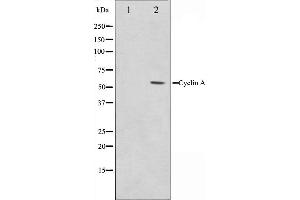 Western blot analysis on COS7 cell lysate using Cyclin A Antibody,The lane on the left is treated with the antigen-specific peptide. (Cyclin A antibody)
